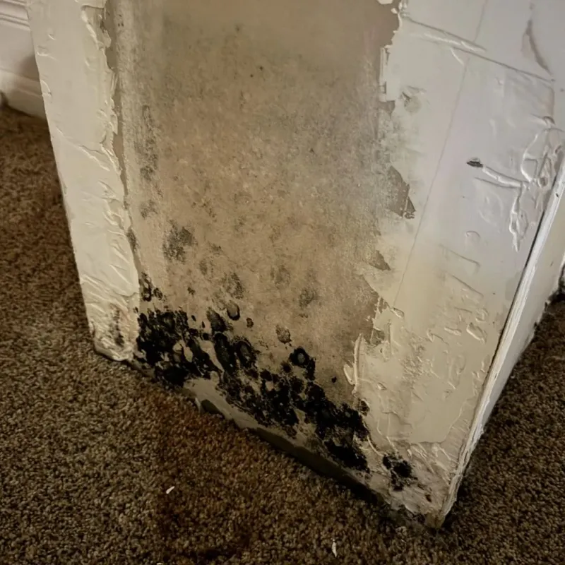 Professional Mold Removal in North Lakeville, MA